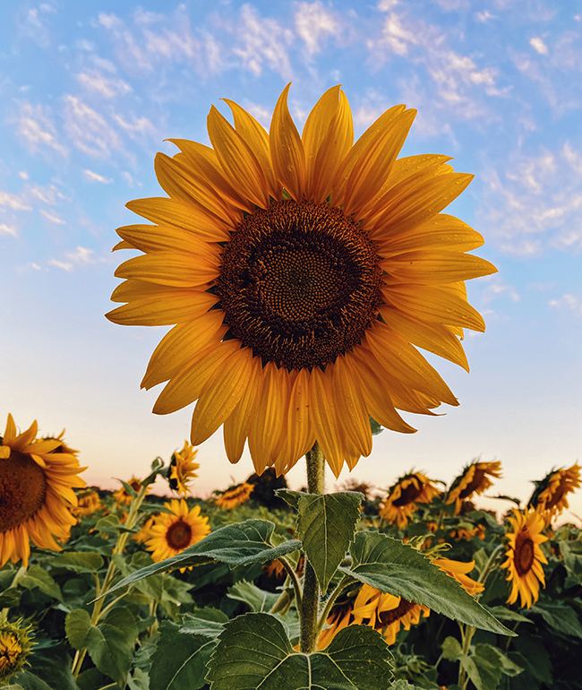 Sunflowers